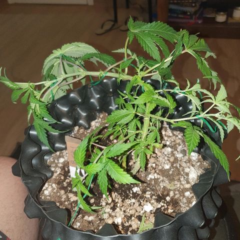 BC#1 Blue Cheese growlog timeline photo
