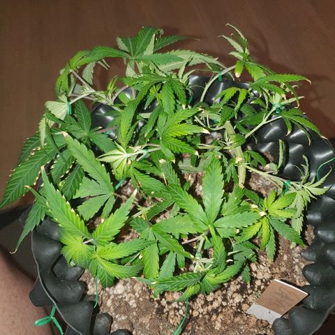 OS#3 Old Seeds #3 growlog timeline photo