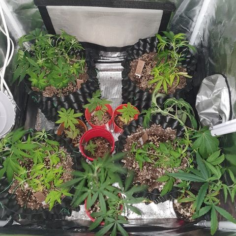 OS#3 Old Seeds #3 growlog timeline photo