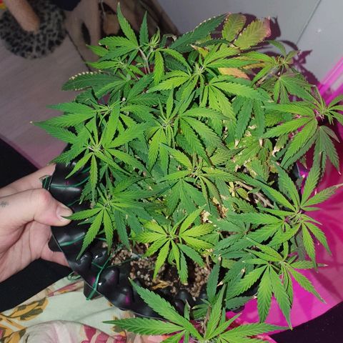 OS#1 Old seeds #1 growlog timeline photo