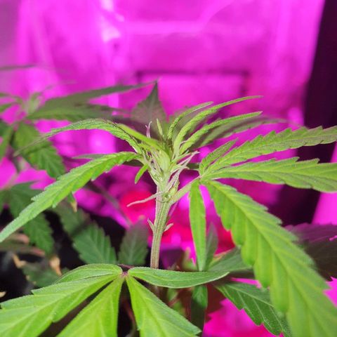 OS#1 Old seeds #1 growlog timeline photo