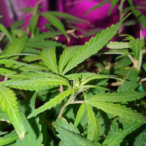 OS#1 Old seeds #1 growlog timeline photo