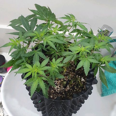BC#1 Blue Cheese growlog timeline photo