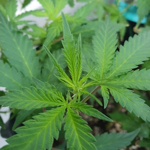 BC#1 Blue Cheese growlog timeline photo