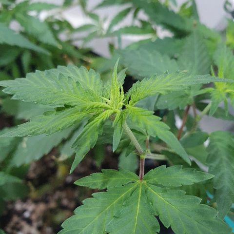 BC#1 Blue Cheese growlog timeline photo