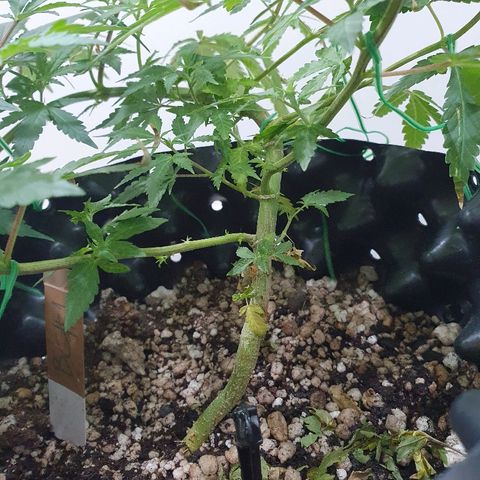 BC#1 Blue Cheese growlog timeline photo