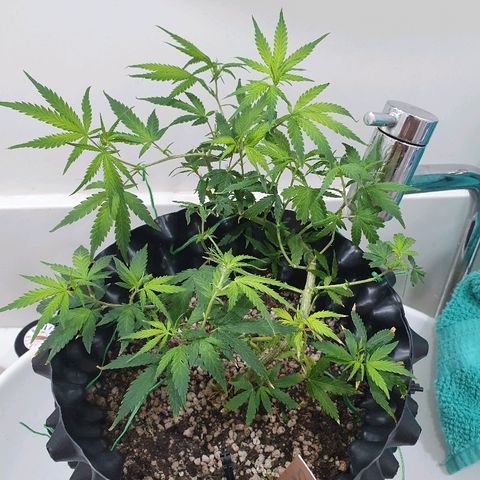 OS#3 Old Seeds #3 growlog timeline photo
