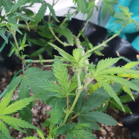 OS#3 Old Seeds #3 growlog timeline photo