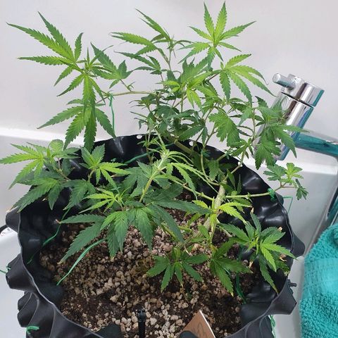 OS#3 Old Seeds #3 growlog timeline photo