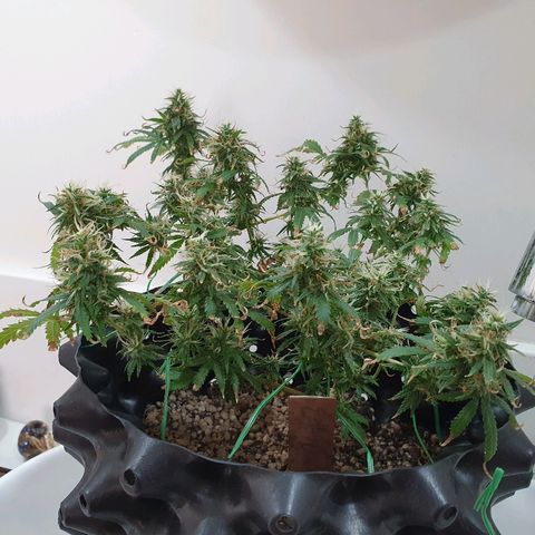 OS#3 Old Seeds #3 growlog timeline photo