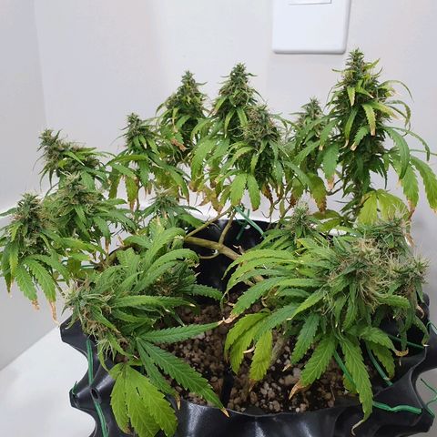 OS#1 Old seeds #1 growlog timeline photo