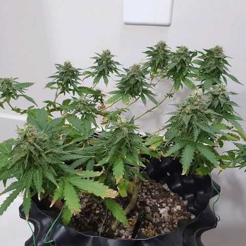 BC#1 Blue Cheese growlog timeline photo