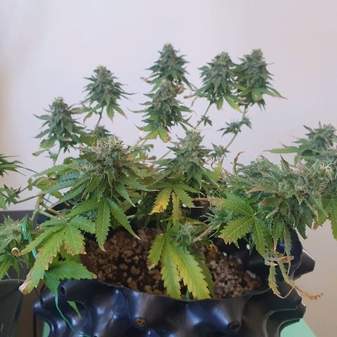BC#1 Blue Cheese growlog timeline photo