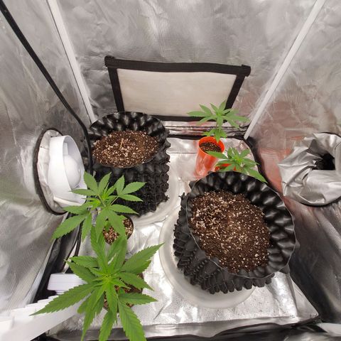 CG #2 growlog timeline photo