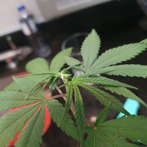 CG #3 growlog timeline photo