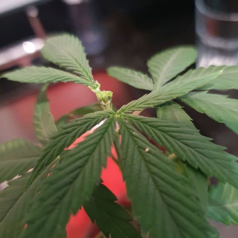 CG #4 growlog timeline photo