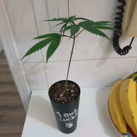 CG #3 growlog timeline photo
