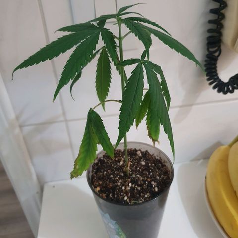CG #4 growlog timeline photo