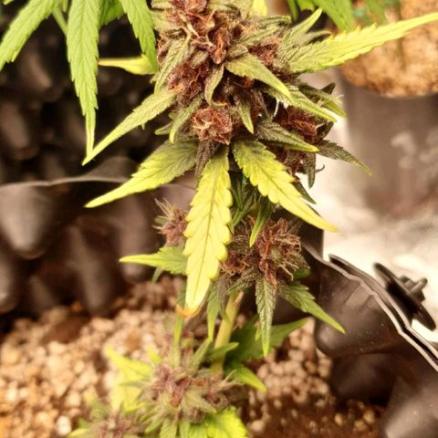 BFG #1 growlog timeline photo