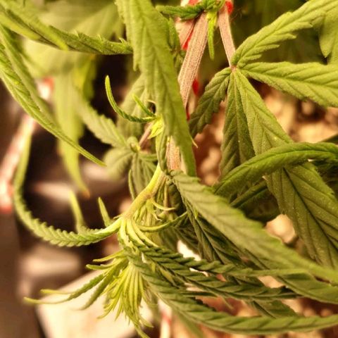 CG #1 growlog timeline photo