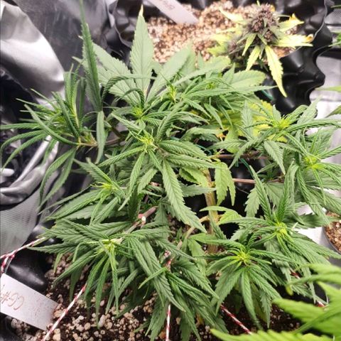 CG #1 growlog timeline photo