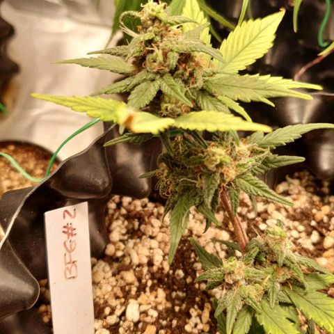 BFG #2 growlog timeline photo