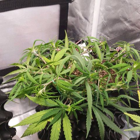 CG #2 growlog timeline photo