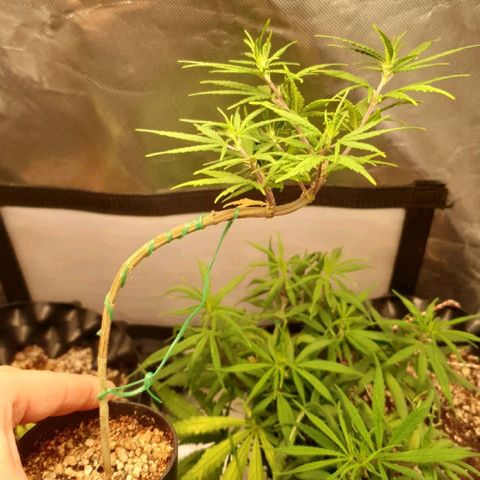 CG #3 growlog timeline photo