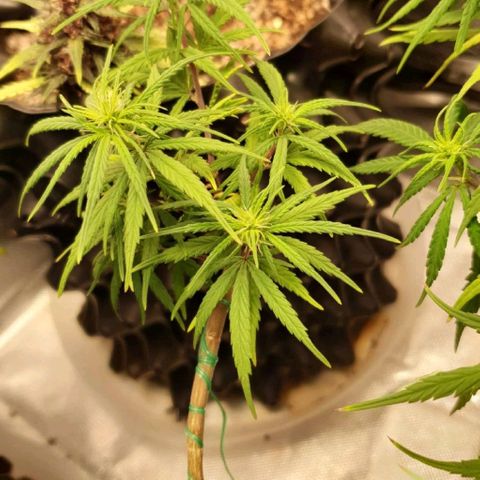 CG #3 growlog timeline photo
