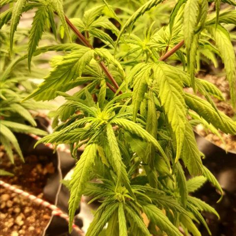 CG #4 growlog timeline photo