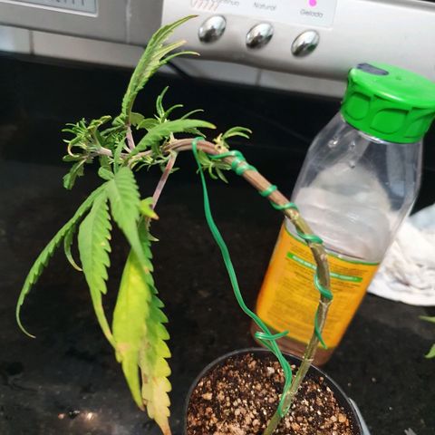 CG #3 growlog timeline photo