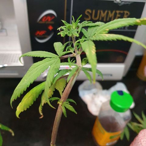 CG #3 growlog timeline photo