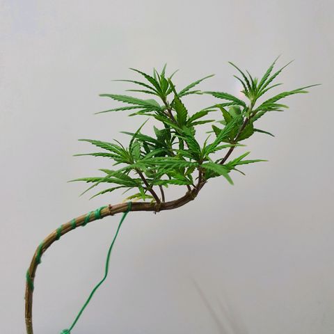 CG #3 growlog timeline photo
