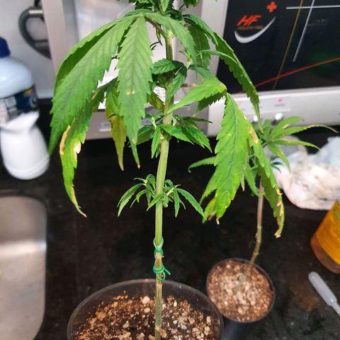 CG #4 growlog timeline photo