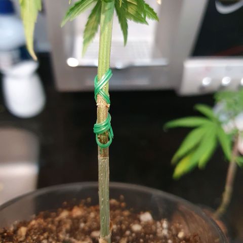 CG #4 growlog timeline photo