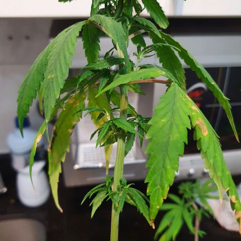 CG #4 growlog timeline photo