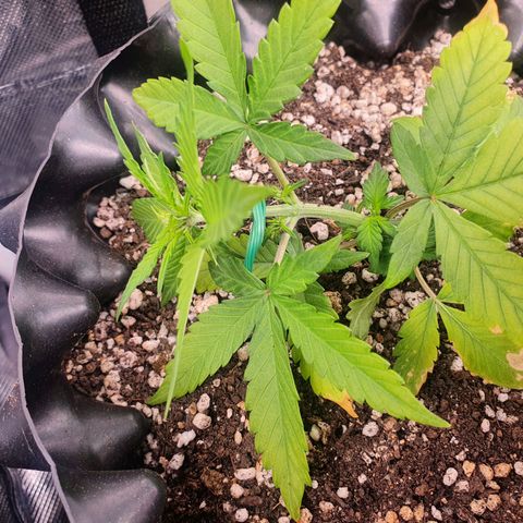 BFG #1 growlog timeline photo