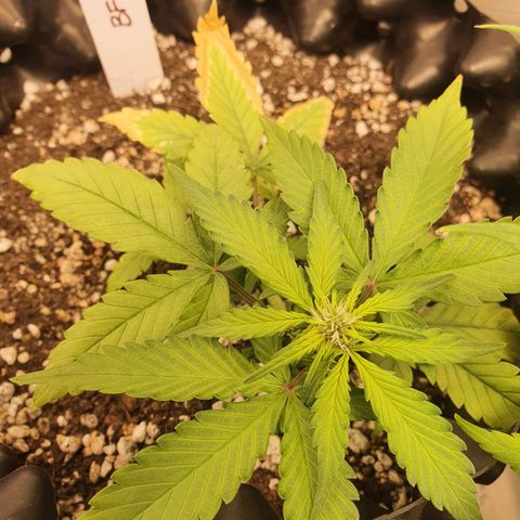 BFG #1 growlog timeline photo