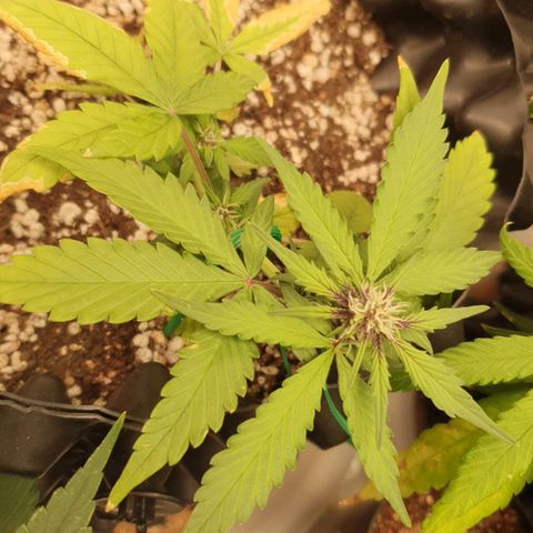 BFG #1 growlog timeline photo
