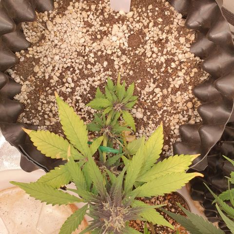 BFG #1 growlog timeline photo