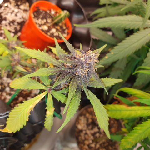 BFG #1 growlog timeline photo