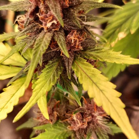 BFG #1 growlog timeline photo
