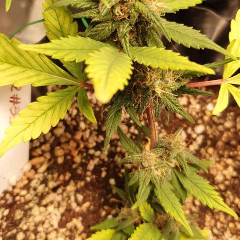 BFG #2 growlog timeline photo