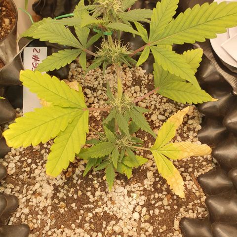BFG #2 growlog timeline photo