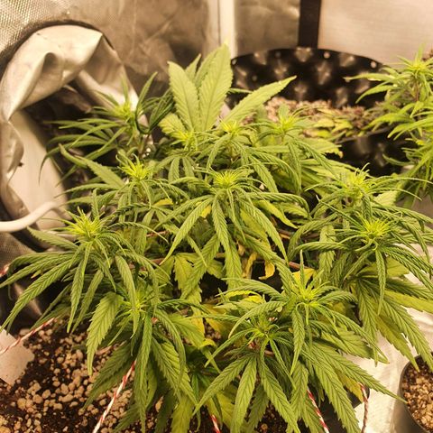 CG #1 growlog timeline photo
