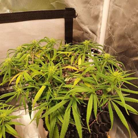 CG #2 growlog timeline photo