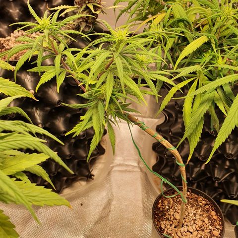 CG #3 growlog timeline photo