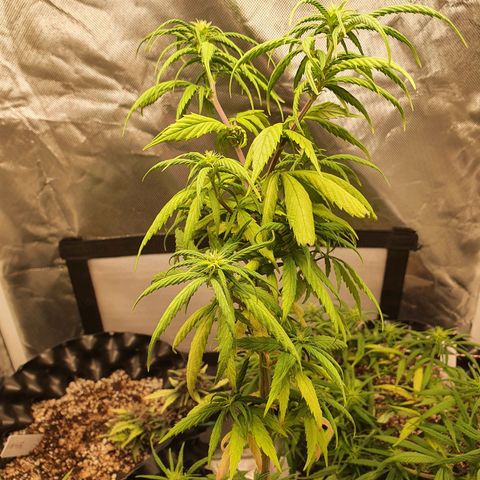 CG #4 growlog timeline photo