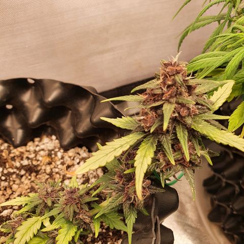 BFG #1 growlog timeline photo