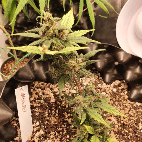BFG #2 growlog timeline photo